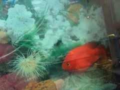 -胖姐烧烤(总店)