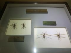 -上海昆虫博物馆