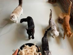 -豆逗聊愈猫阁Easy Life