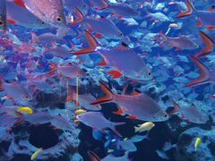 -成都浩海立方海洋公园