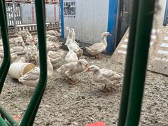 大鹅-鱼窝棚柴火铁锅炖(富山屯店)