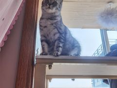 -Sweet cat·星愿猫咖(国贸大厦店)