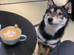 -逗柴咖啡屋·狗咖猫咖宠物桌游
