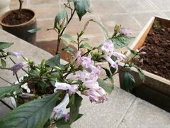 -璞真扎染博物馆