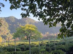 -中国茶叶博物馆(双峰馆区)