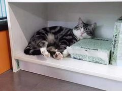 -牧马人宠物医院