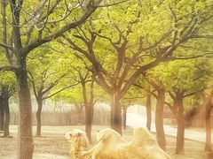 -上海野生动物园