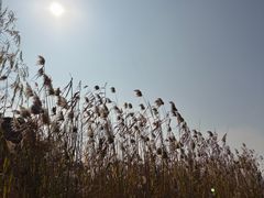 -金鸡湖桃花岛