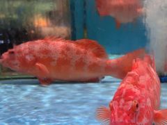 -阿伟海鲜楼·福建菜(延寿店)