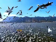 -海埂大坝