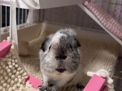 -博特宠物医院24h犬猫全科.骨科·异宠