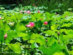 -洛阳市隋唐城遗址植物园