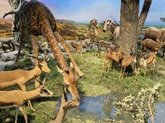 -国家自然博物馆