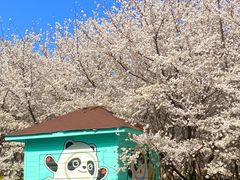 -古柏渡丰乐樱花园