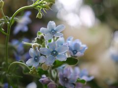-梨媛花艺设计