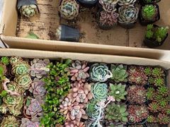 -沪花拾者(好再来花卉鲜花店)