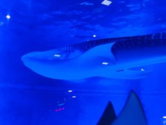 -烟台海昌鲸鲨海洋公园