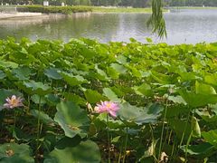 -莲花池公园