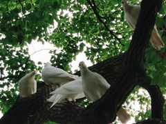 -西湖游船