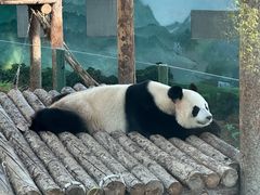 -大连森林动物园