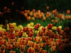 -上海鲜花港