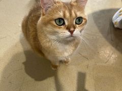 -藏猫猫咖啡主题馆(中央大道店)