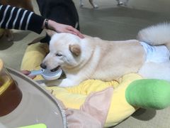 -逗柴咖啡屋·狗咖猫咖宠物桌游