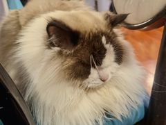 -猫小院猫主题咖啡厅(北锣店)