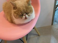 -三花喵·撸猫购宠·宠物生活馆(虹桥南丰城店)