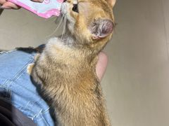 -藏猫猫咖啡主题馆(中央大道店)