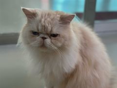 -豆逗聊愈猫阁Easy Life