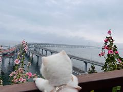 -星海湾跨海大桥