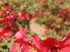 -石家庄市植物园