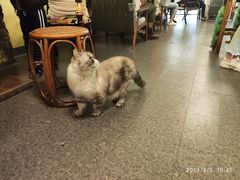 -猫色咖啡·猫咖