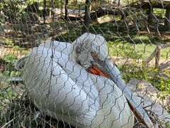 -石家庄市动物园