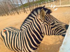 -大连铭湖国际观光牧场