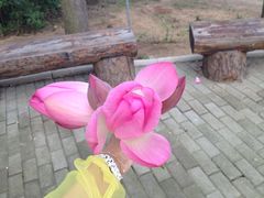 -微山湖红荷湿地景区