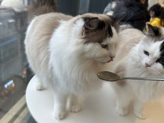 -怪兽屋·羊驼·猫咖·狗咖(俊华广场店)