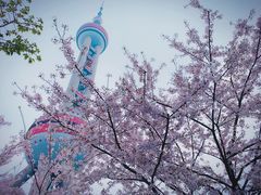 -东方明珠广播电视塔