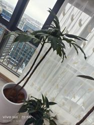 -HEYAN荷妍专业脱毛连锁机构
