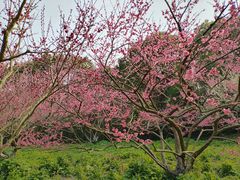 -上海海湾国家森林公园