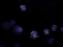 -香港海洋公园