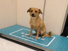 -安安宠医宠物医院·异宠·犬猫内科(岳阳分院)