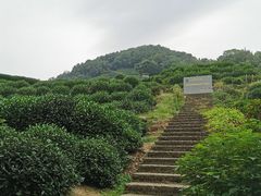 -龙井村