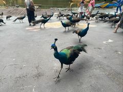 -西双版纳原始森林公园