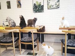 大堂-平行世界·猫咖(首经贸店)