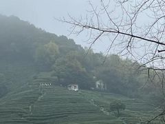 -十八棵（老龙井）御茶园(老龙井店)