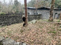 -都江堰中华大熊猫苑