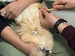 -达爱动物医院·犬猫分区·CT·复杂眼科(远洋山水分院)