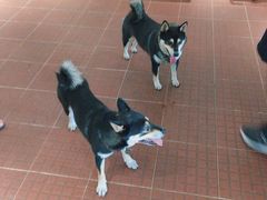 -柴犬高等学院·狗咖·柴犬售卖·宠物训练